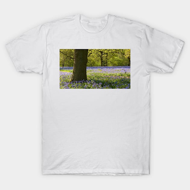 Bluebell Wood, Essex T-Shirt by Chris Petty